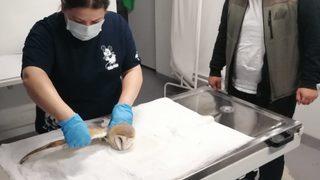 Sakarya'da bulunan yaralı peçeli baykuş koruma altına alındı