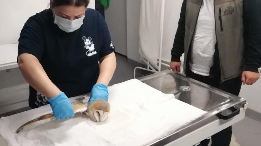 Sakarya'da bulunan yaralı peçeli baykuş koruma altına alındı