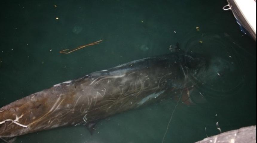 Marmaris'te dev balina kıyıya vurdu