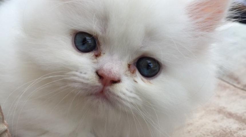 Dikkat, kedi beslemek şizofren edebilir