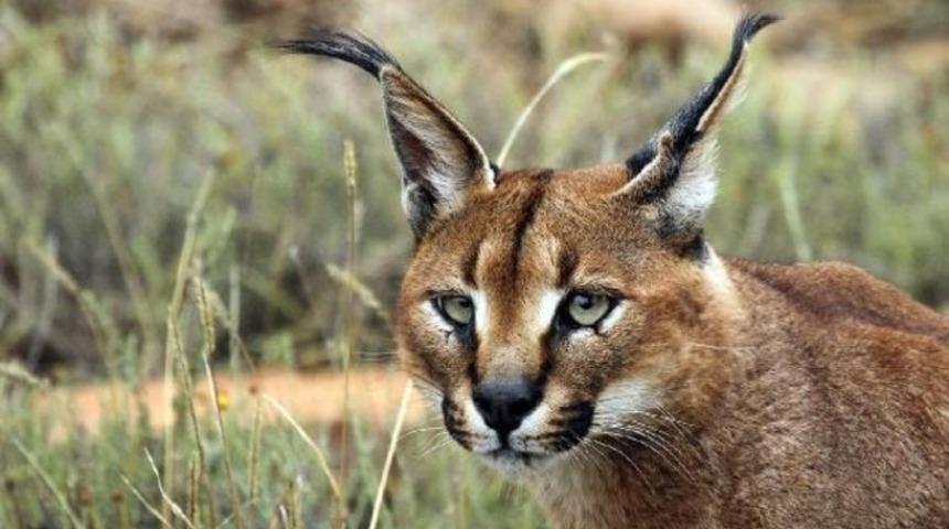 Özge Özpirinçci ve Buğra Gülsoy'dan karakulak yavrusuna yardım eli