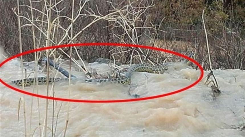 Manisa'da görüntülenen 4 metrelik yılan şaşırttı