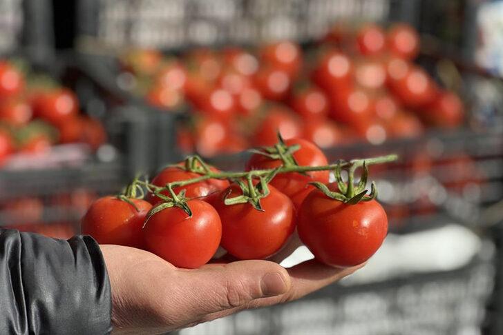 Kış ayları öncesi 'domates' korkusu! "Dünyada yok, fiyatı 50 lira olacak"