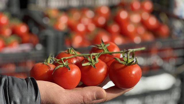 Kış ayları öncesi 'domates' korkusu! Dünyada yok, fiyatı 50 lira olacak
