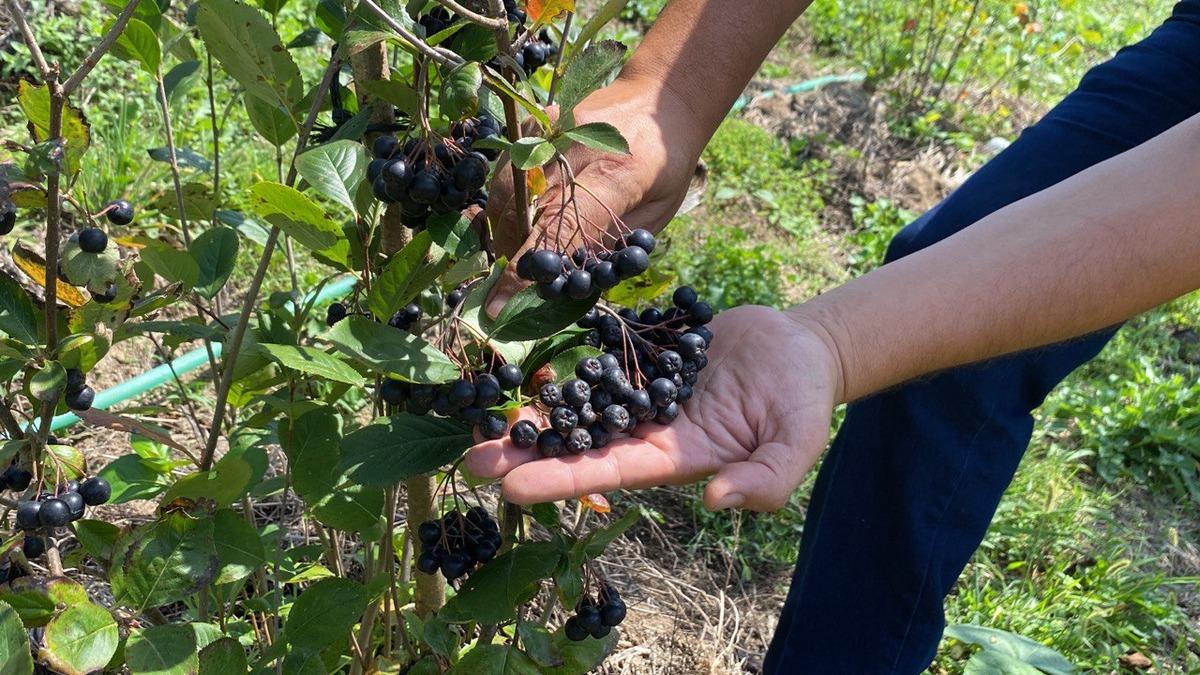 Şehir yaşamından sıkılınca k&ouml;yde bah&ccedil;e kurup aronya yetiştirmeye başladı