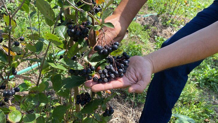 Şehir yaşamından sıkılınca köyde bahçe kurup aronya yetiştirmeye başladı G1