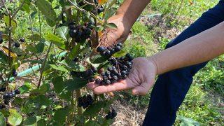 Şehir yaşamından sıkılınca köyde bahçe kurup aronya yetiştirmeye başladı
