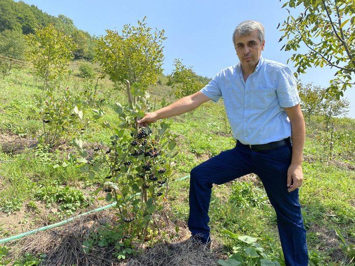 Şehir yaşamından sıkılınca köyde bahçe kurup aronya yetiştirmeye başladı G2