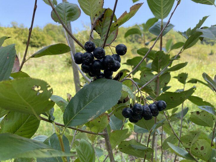 Şehir yaşamından sıkılınca köyde bahçe kurup aronya yetiştirmeye başladı G3