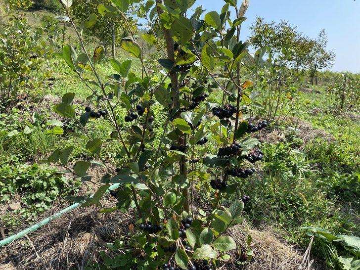 Şehir yaşamından sıkılınca köyde bahçe kurup aronya yetiştirmeye başladı G4
