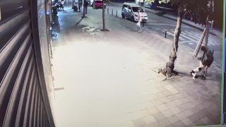 Pitbull dehşeti kamerada! Uyuyan kediyi parçaladı