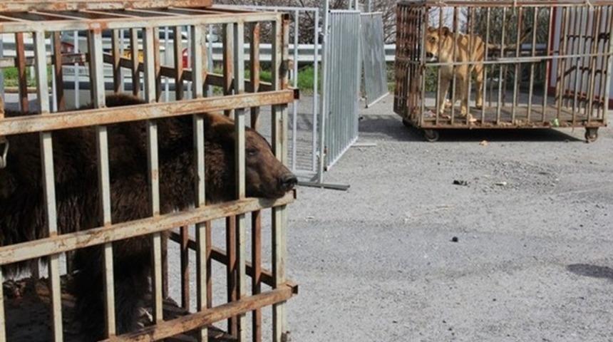 İstanbul'da AVM'de aslan ve ayı bulundu