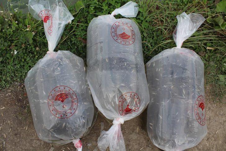 Karabük'te göl ve göletlere 20 bin sazan yavrusu bırakıldı G3