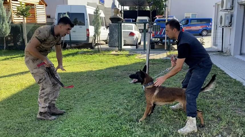 Antalya'da sokaktan kurtarılan köpek jandarmayla operasyonlara katılacak