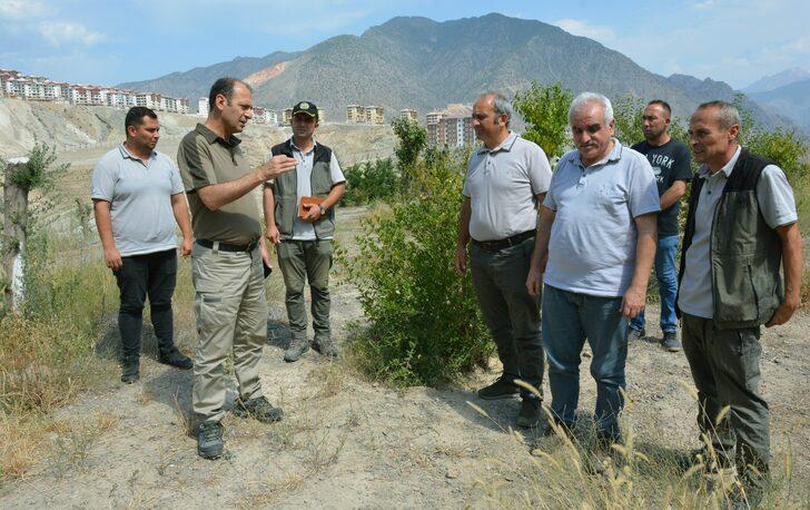 Yusufeli'nin yeni yerleşim yerinde 300 dekarlık alan ağaçlandırıldı G1