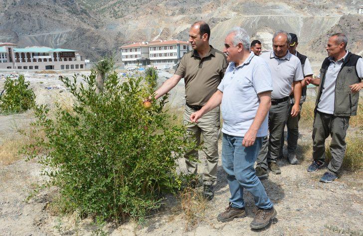 Yusufeli'nin yeni yerleşim yerinde 300 dekarlık alan ağaçlandırıldı G2