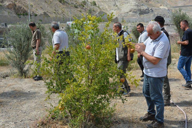 Yusufeli'nin yeni yerleşim yerinde 300 dekarlık alan ağaçlandırıldı G4