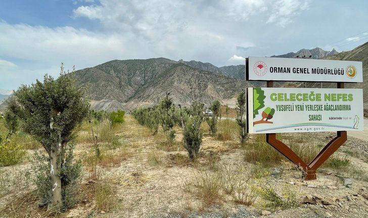 Yusufeli'nin yeni yerleşim yerinde 300 dekarlık alan ağaçlandırıldı G5