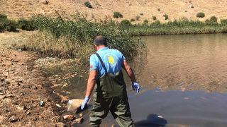 Obruk Gölü'nde suyun çekilmesiyle oksijensiz kalan balıklar telef oldu