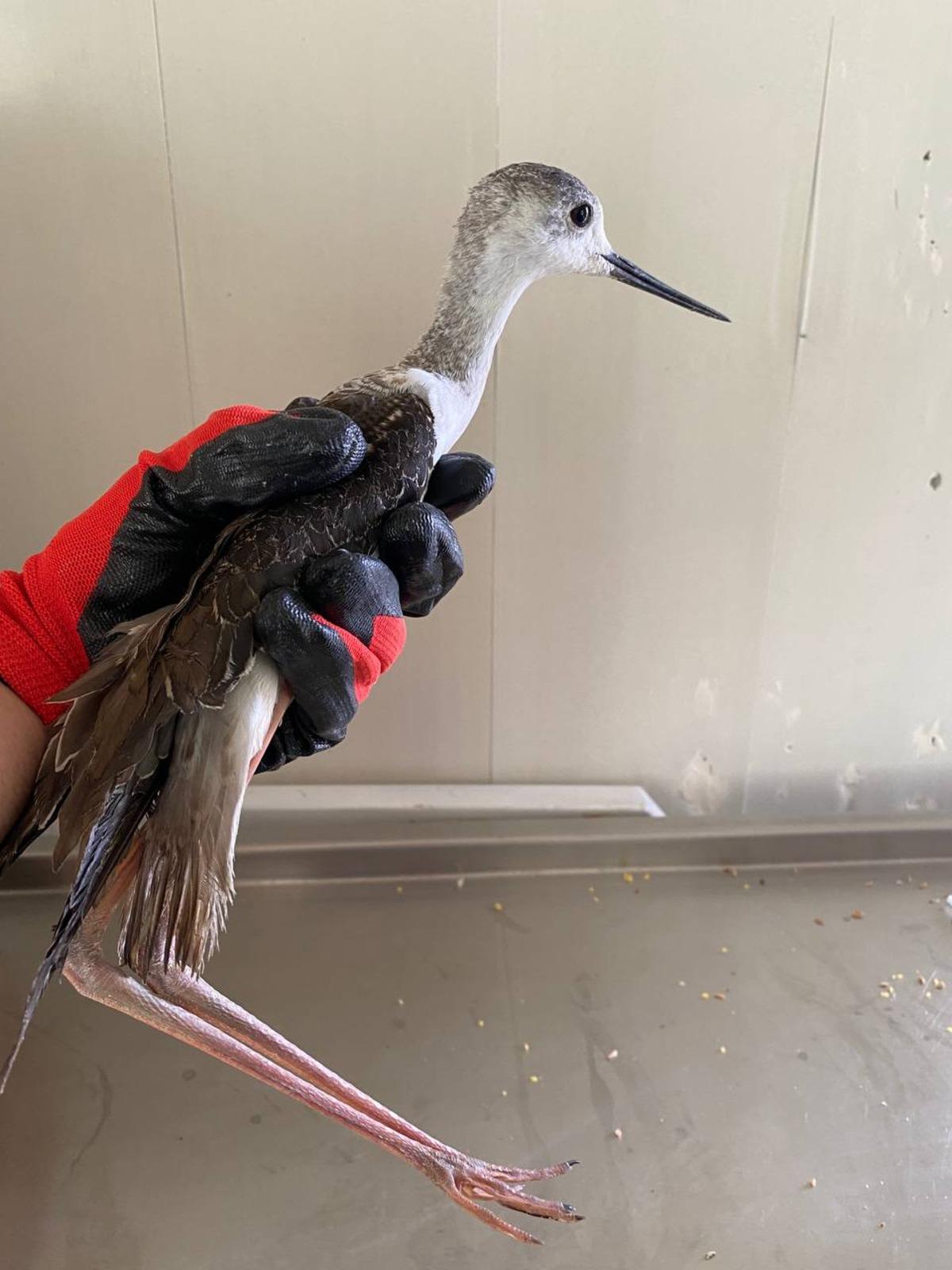 Erzurum'da tedavi edilen uzunbacak kuşu doğaya salındı