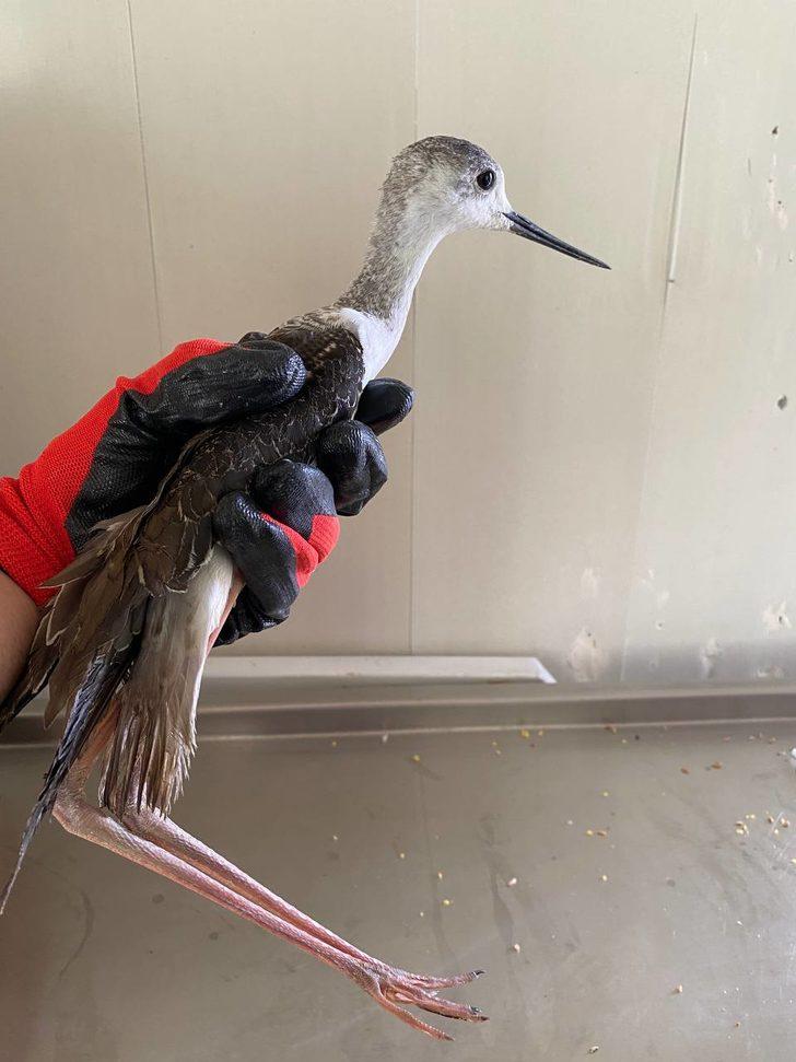 Erzurum'da tedavi edilen uzunbacak kuşu doğaya salındı G1