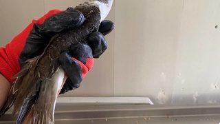 Erzurum'da tedavi edilen uzunbacak kuşu doğaya salındı