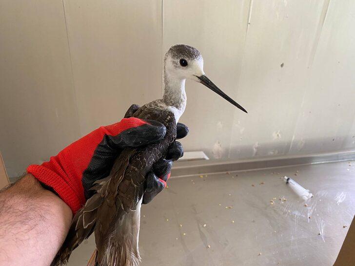 Erzurum'da tedavi edilen uzunbacak kuşu doğaya salındı G2