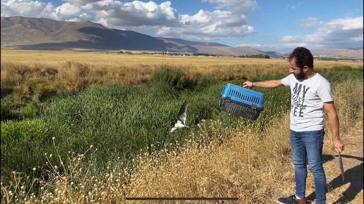 Erzurum'da tedavi edilen uzunbacak kuşu doğaya salındı G3
