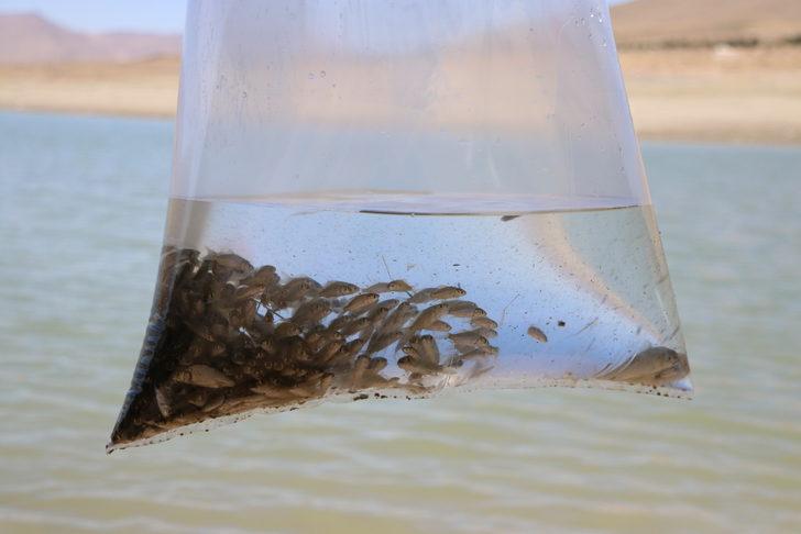 Niğde'de 8 gölete 52 bin sazan yavrusu bırakıldı G1