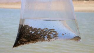 Niğde'de 8 gölete 52 bin sazan yavrusu bırakıldı