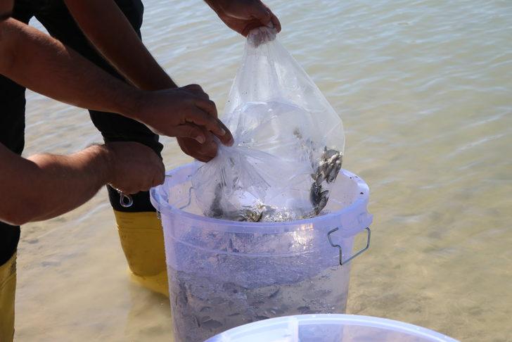 Niğde'de 8 gölete 52 bin sazan yavrusu bırakıldı G2