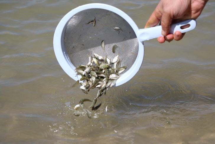 Niğde'de 8 gölete 52 bin sazan yavrusu bırakıldı G3