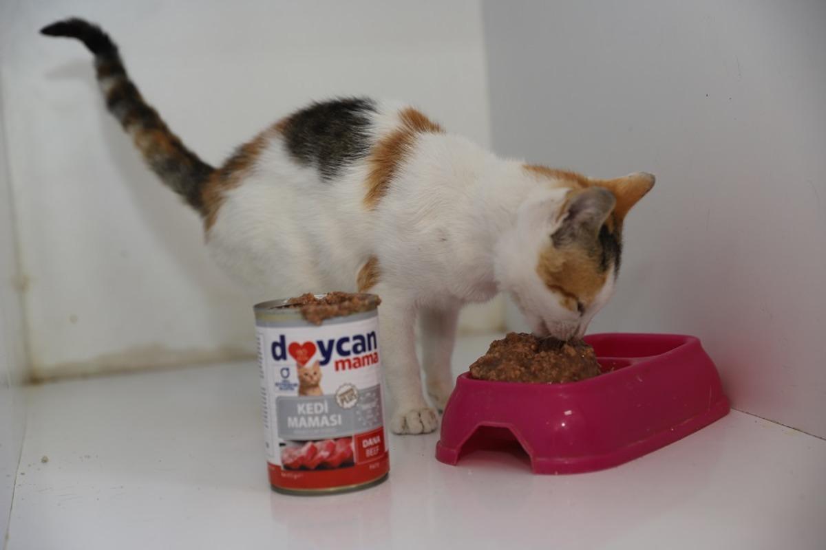 Ordu'da sahipsiz hayvanlar i&ccedil;in mama &uuml;retimi