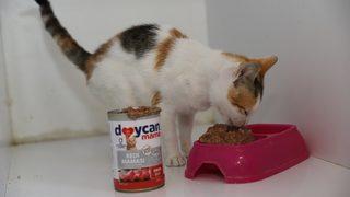 Ordu'da sahipsiz hayvanlar için mama üretimi