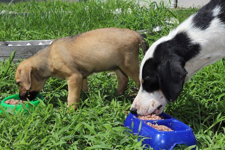 Ordu'da sahipsiz hayvanlar için mama üretimi G3