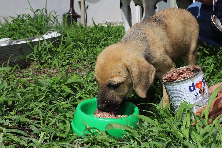 Ordu'da sahipsiz hayvanlar için mama üretimi G4