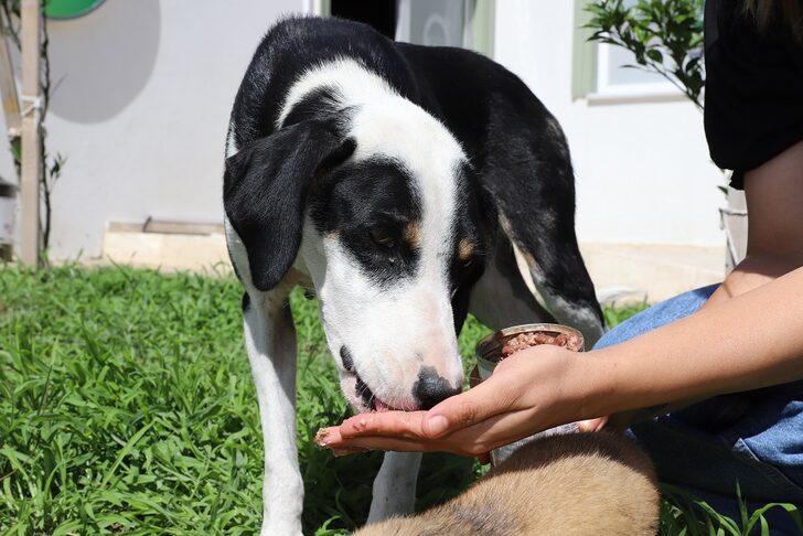 Ordu'da sahipsiz hayvanlar için mama üretimi G5