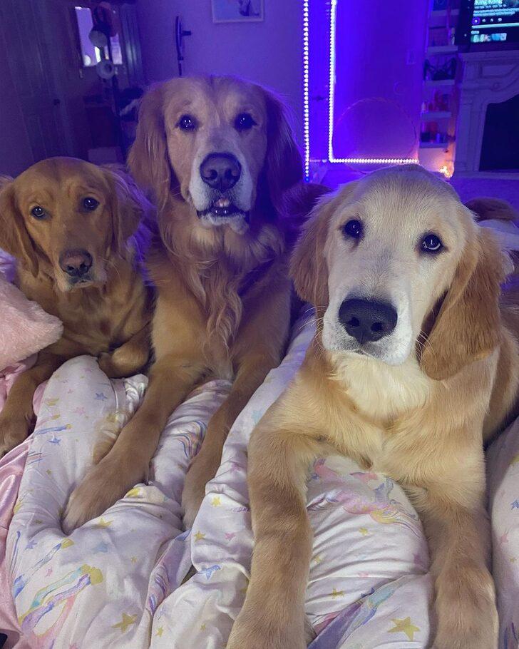 Güzelliğiyle göz dolduran 23 yaşındaki milyoner anlattı! Köpeklerinin bile kendilerine ait birer odası var G4