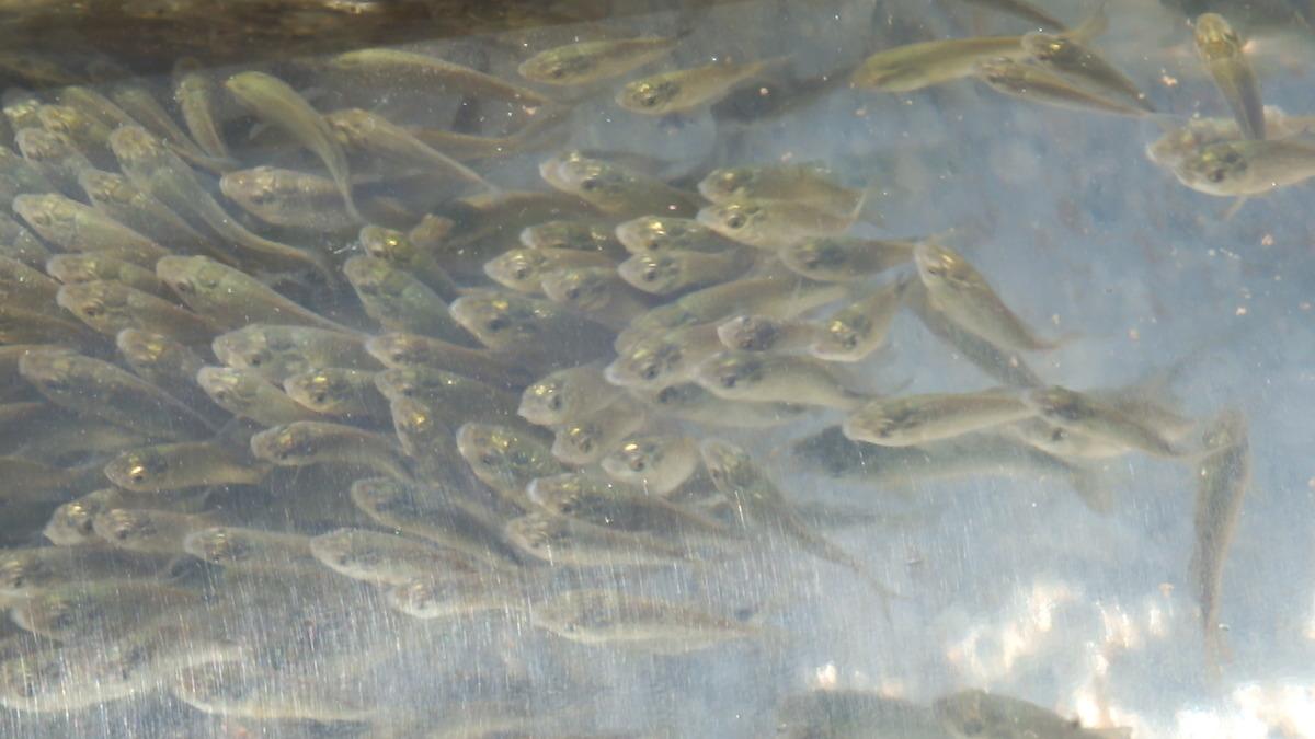 Elazığ'da &uuml;retilen sazan yavruları 101 su kaynağına bırakıldı