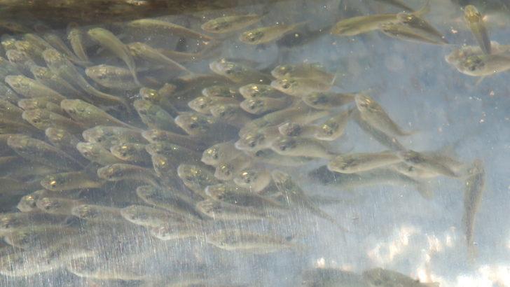 Elazığ'da üretilen sazan yavruları 101 su kaynağına bırakıldı G1