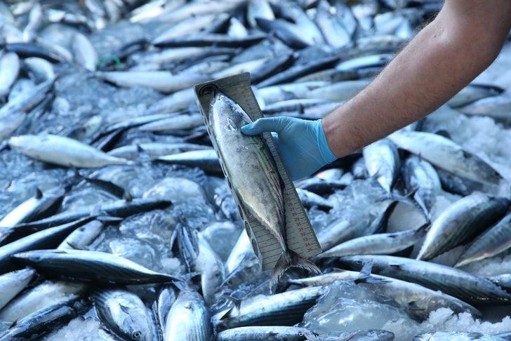 Karadeniz'de avlanan gırgır teknelerinde "balık boyu" denetimi yapıldı G4