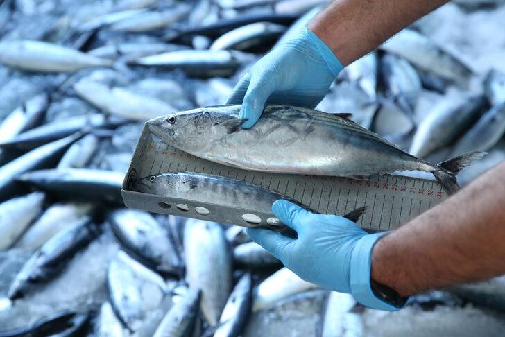 Karadeniz'de avlanan gırgır teknelerinde "balık boyu" denetimi yapıldı G5