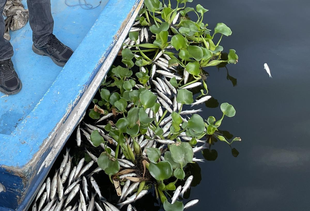 Hatay'daki balık &ouml;l&uuml;mlerinin sebebi "yetersiz oksijen"