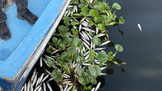 Hatay'daki balık ölümlerinin sebebi yetersiz oksijen