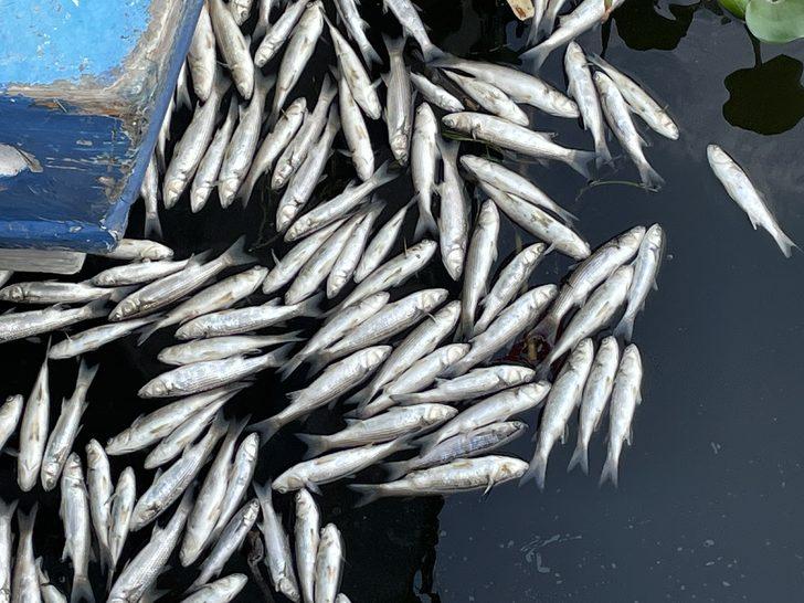 Hatay'daki balık ölümlerinin sebebi "yetersiz oksijen" G2