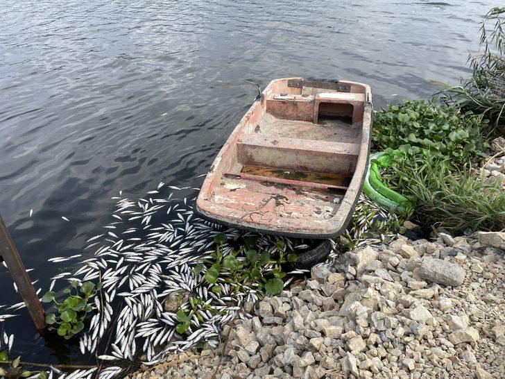 Hatay'daki balık ölümlerinin sebebi "yetersiz oksijen" G3