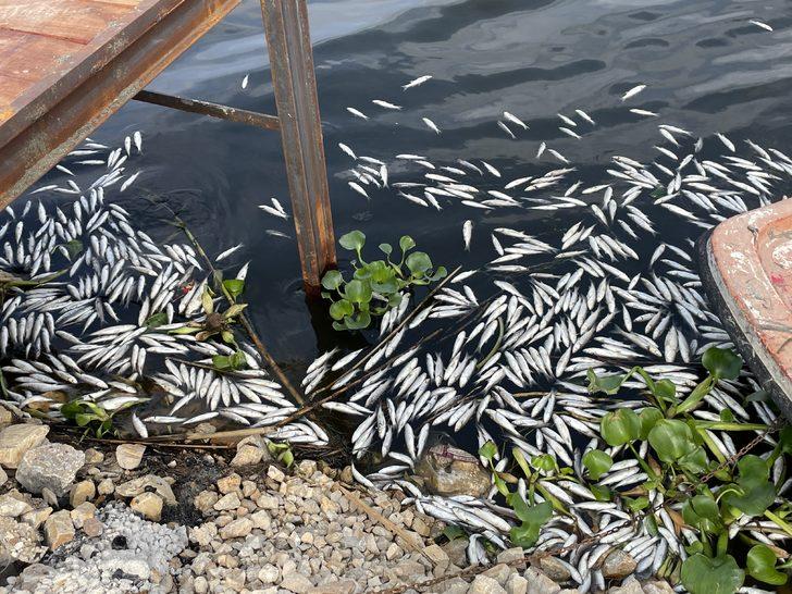 Hatay'daki balık ölümlerinin sebebi "yetersiz oksijen" G5