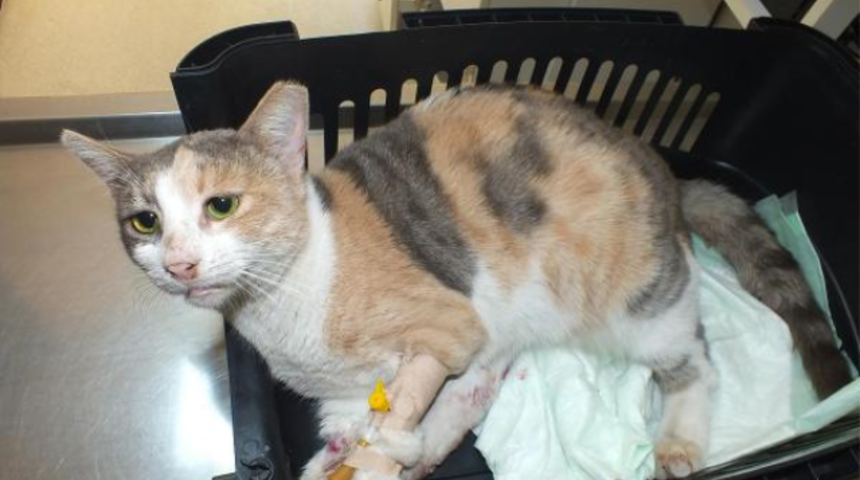 Tecav&uuml;ze Uğrayan Kedi &Ouml;ld&uuml;!