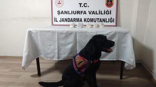 Şanlıurfa'da kaçakçılık operasyonunda 5 kişi gözaltına alındı