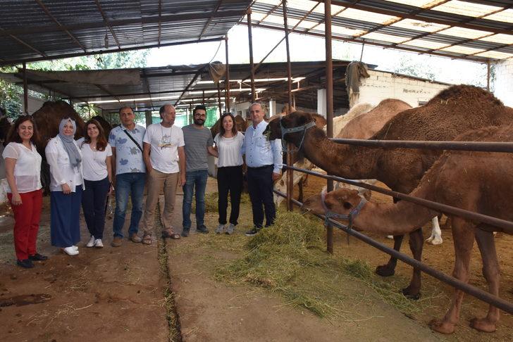 Aydın'da deve sütü peynirinin tanıtımı yapıldı G3